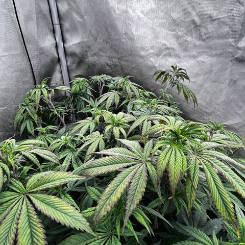 Specimen X  growlog timeline photo