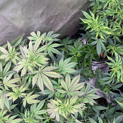 CMxF #2 growlog timeline photo