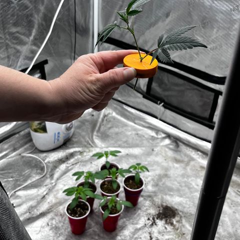 Lemon Shiznit growlog timeline photo