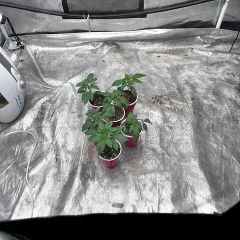 CM X Thorsberry #1 growlog timeline photo