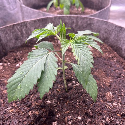 Lemon Shiznit growlog timeline photo