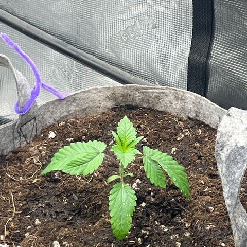 CM X Thorsberry #1 growlog timeline photo