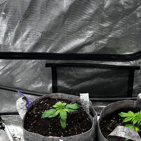 CM X Thorsberry #1 growlog timeline photo