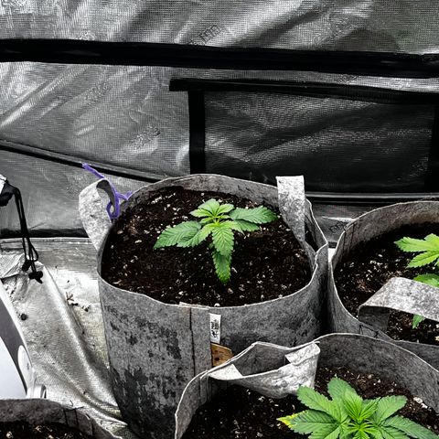 CM X Thorsberry #1 growlog timeline photo
