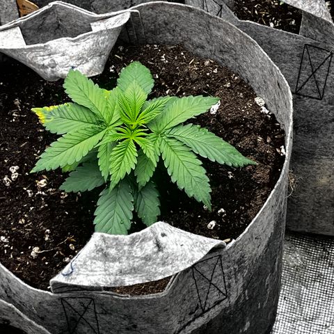Lemon Shiznit growlog timeline photo