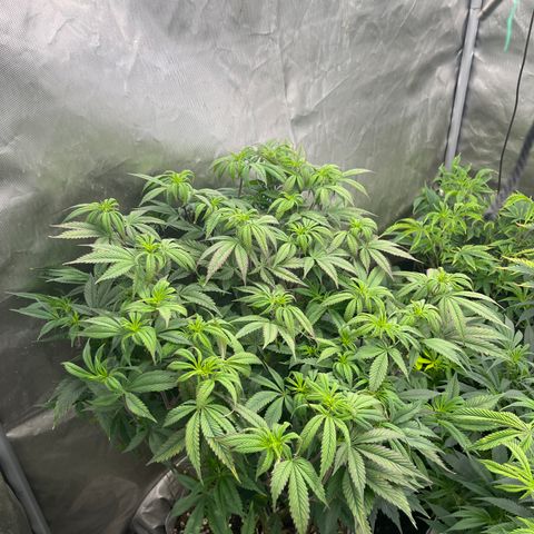 Specimen X  growlog timeline photo