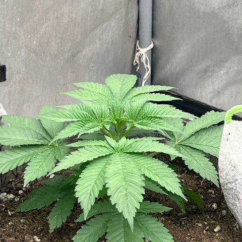 Lemon Shiznit growlog timeline photo