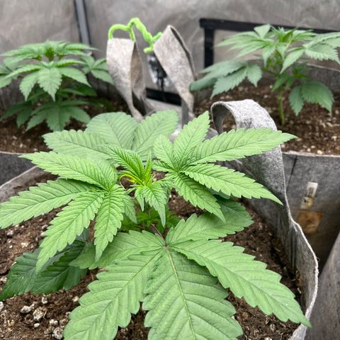 CM X Thorsberry #1 growlog timeline photo