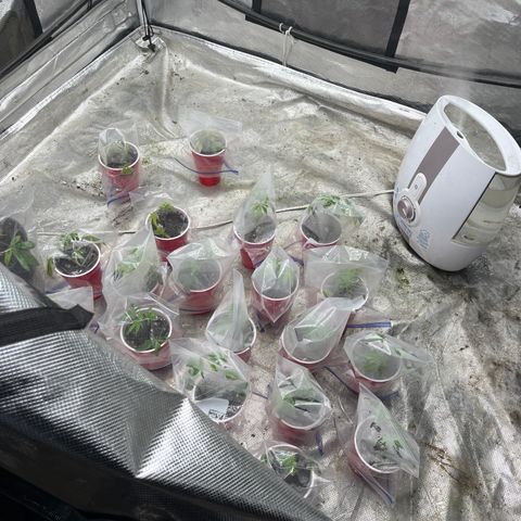 Specimen X Clones 1-4 growlog timeline photo