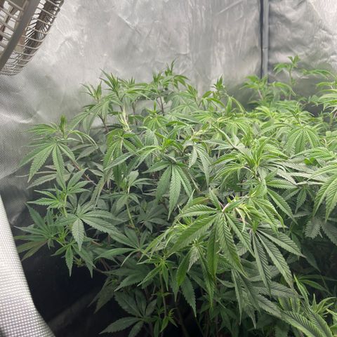 Specimen X  growlog timeline photo