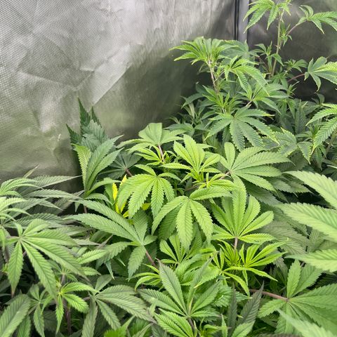 CMxF #2 growlog timeline photo