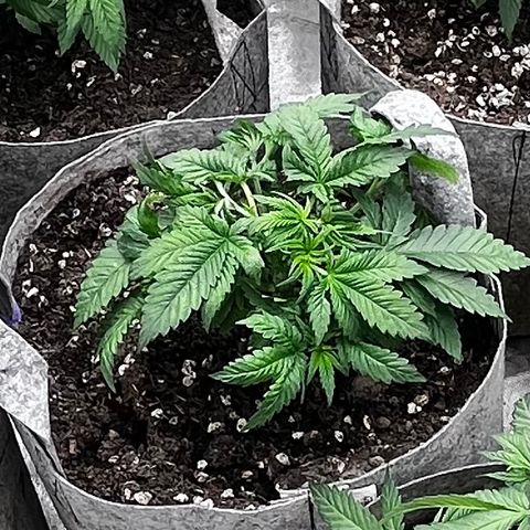 CM X Thorsberry #1 growlog timeline photo