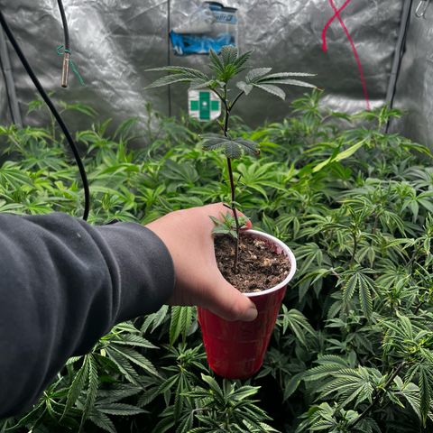 Specimen X Clones 1-4 growlog timeline photo