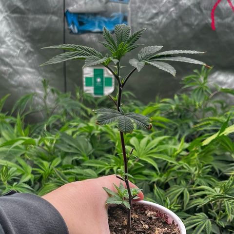 Specimen X Clones 1-4 growlog timeline photo