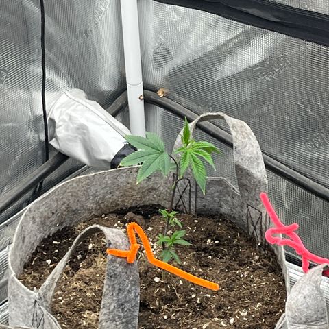 Specimen X Clones 1-4 growlog timeline photo