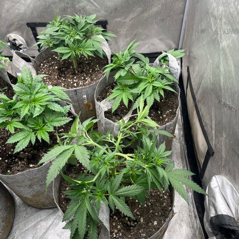 Lemon Shiznit growlog timeline photo