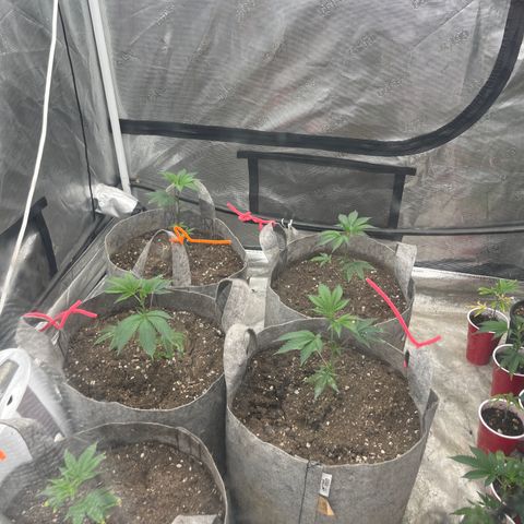 Specimen X Clones 1-4 growlog timeline photo