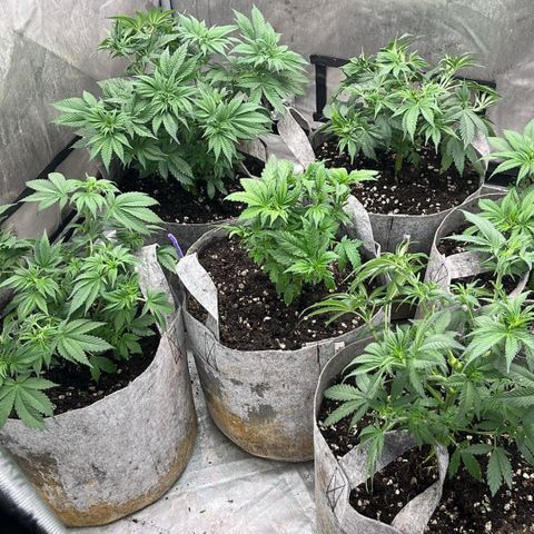 Lemon Shiznit growlog timeline photo