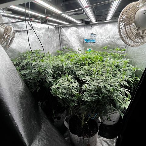 CMxF #2 growlog timeline photo