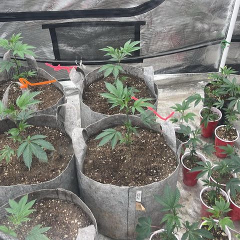 Cherry Paloma (1-4) growlog timeline photo
