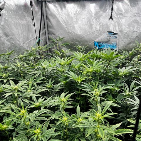 CMxF #2 growlog timeline photo