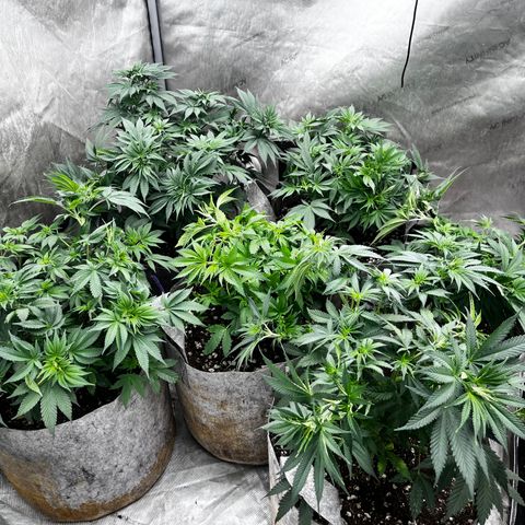 Lemon Shiznit growlog timeline photo