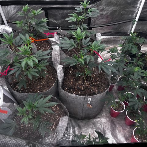 Specimen X Clones 1-4 growlog timeline photo