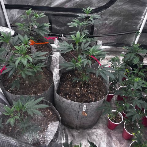 Cherry Paloma (1-4) growlog timeline photo