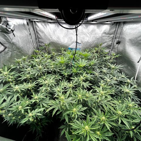 Specimen X  growlog timeline photo