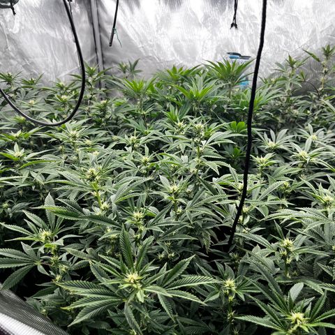 Specimen X  growlog timeline photo