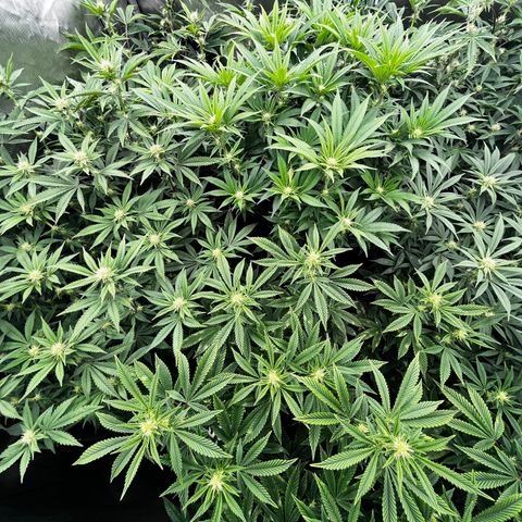 Specimen X  growlog timeline photo