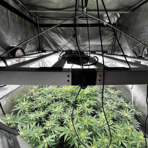 Specimen X  growlog timeline photo