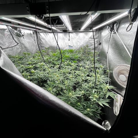 CMxF #2 growlog timeline photo