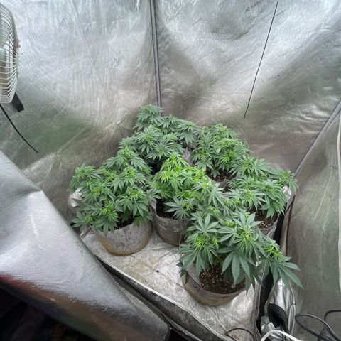 CM X Thorsberry #1 growlog timeline photo