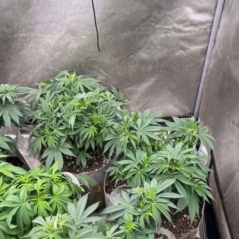 CM X Thorsberry #1 growlog timeline photo