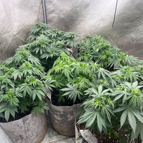 CM X Thorsberry #1 growlog photo: Looking great!