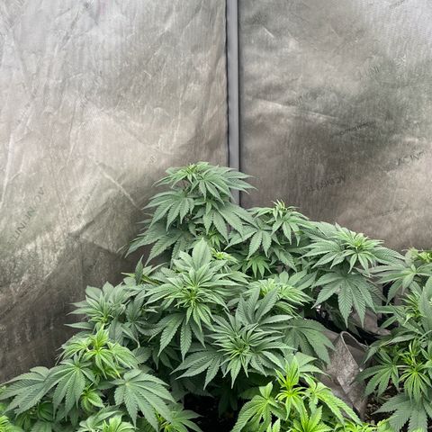 CM X Thorsberry #1 growlog timeline photo