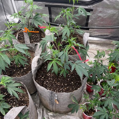 Cherry Paloma (1-4) growlog timeline photo