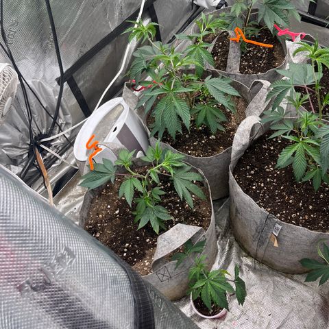 Cherry Paloma (1-4) growlog timeline photo