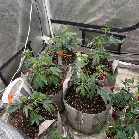 Cherry Paloma (1-4) growlog timeline photo