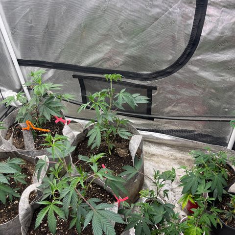 Cherry Paloma (1-4) growlog timeline photo