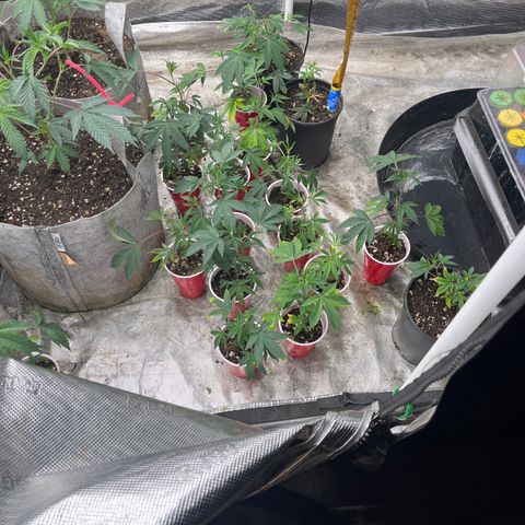 Cherry Paloma (1-4) growlog timeline photo