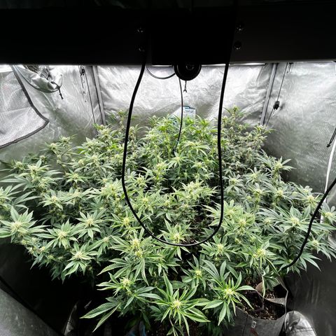CMxF #2 growlog timeline photo