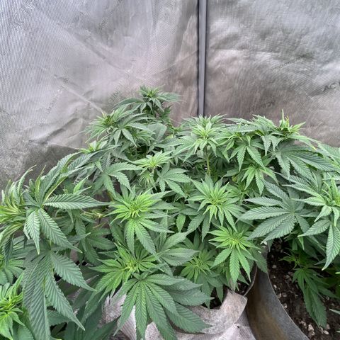 Lemon Shiznit growlog timeline photo