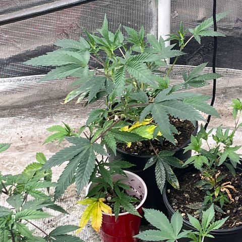 Cherry Paloma (1-4) growlog timeline photo