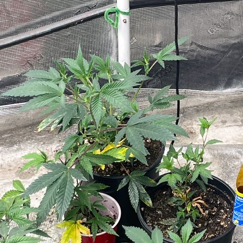 Cherry Paloma (1-4) growlog timeline photo