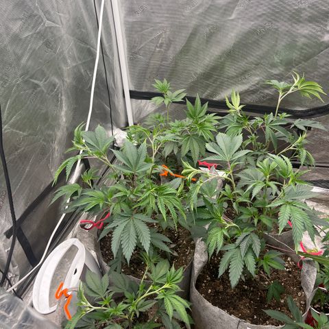 Cherry Paloma (1-4) growlog timeline photo