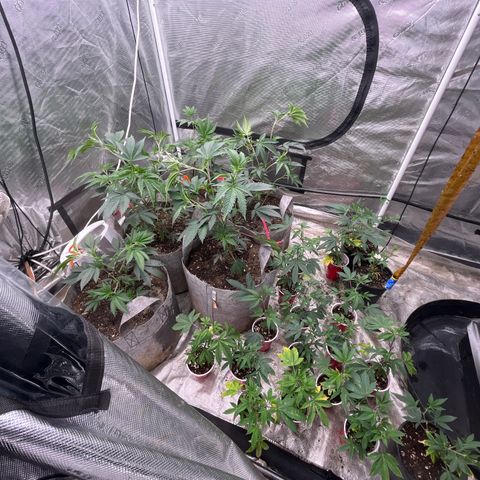 Cherry Paloma (1-4) growlog timeline photo
