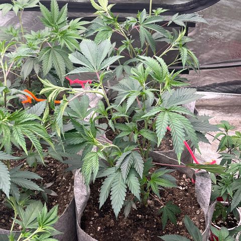 Cherry Paloma (1-4) growlog timeline photo
