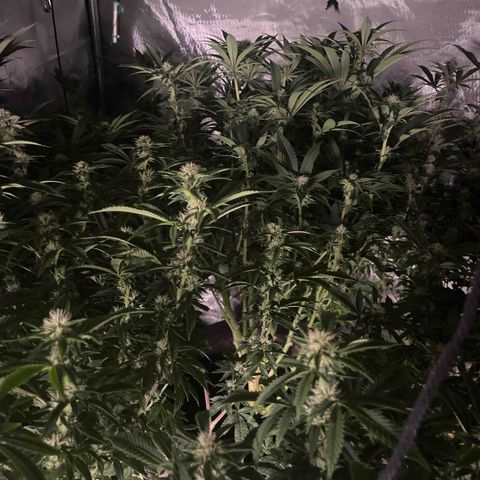 CMxF #2 growlog timeline photo